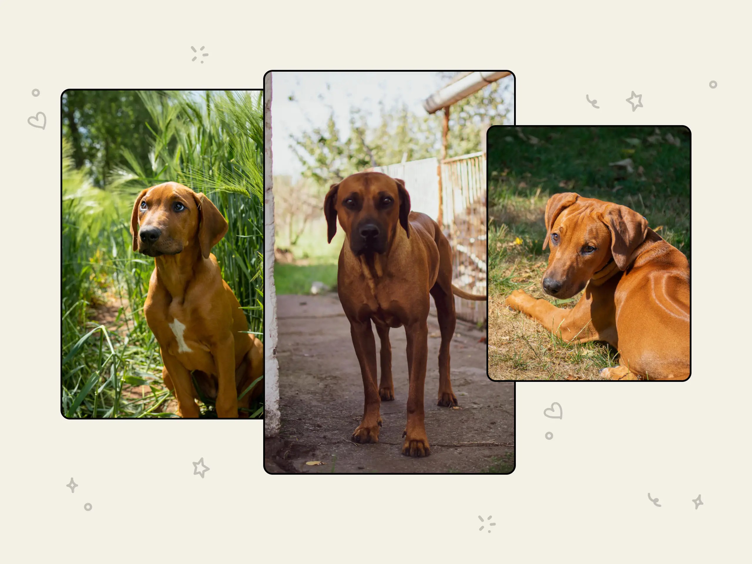 Rhodesian Ridgeback dog breed profile